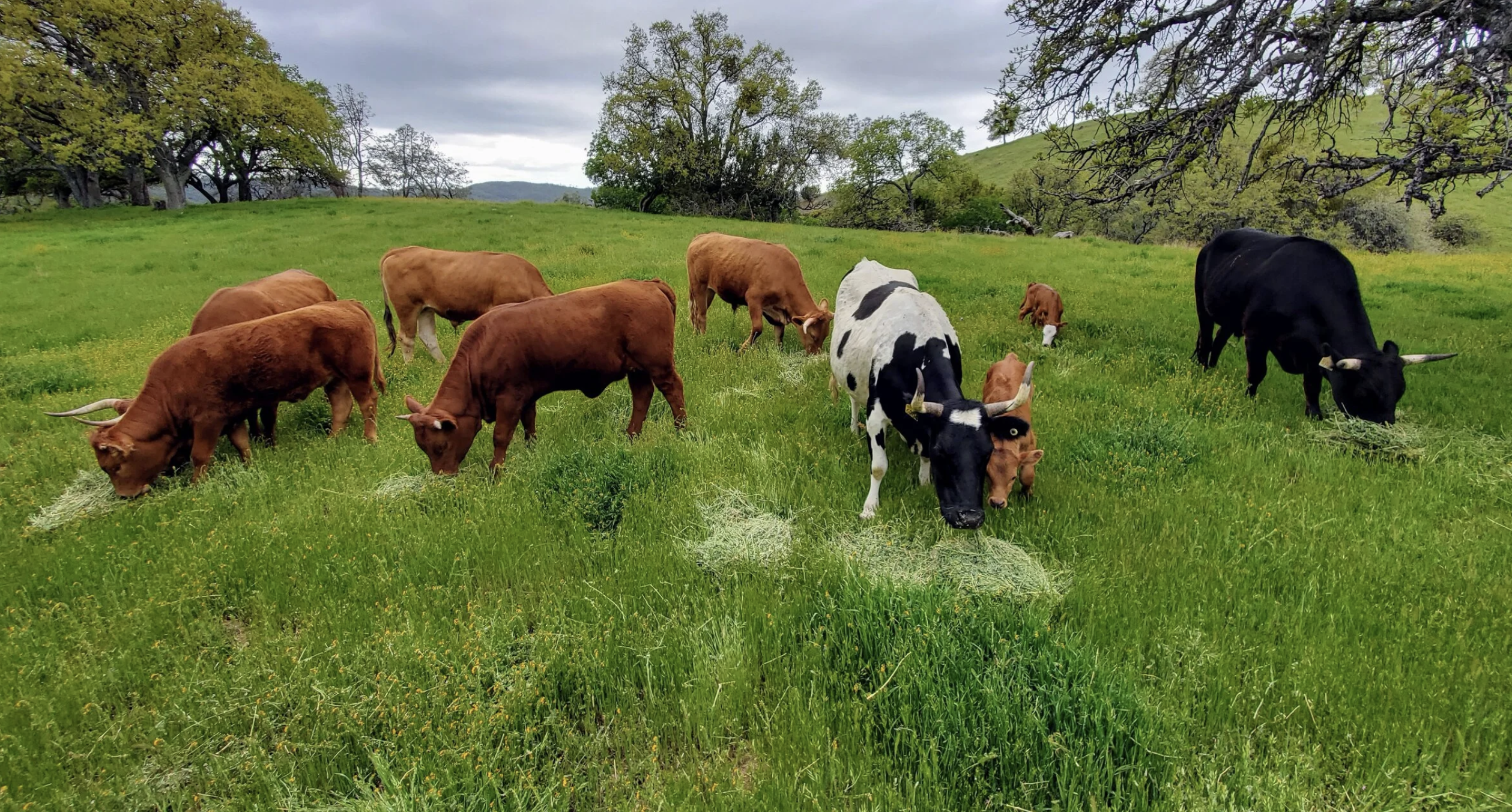 Grass Fed Beef from Birdhouse Ranch